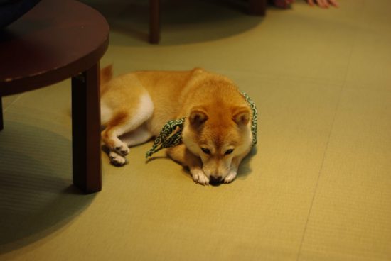 柴犬好きにはたまらない 京都河原町の豆柴cafe カフェ に行ってみた いぬころ