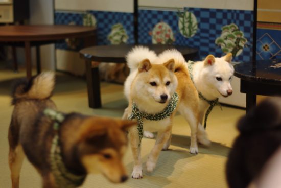 柴犬好きにはたまらない 京都河原町の豆柴cafe カフェ に行ってみた