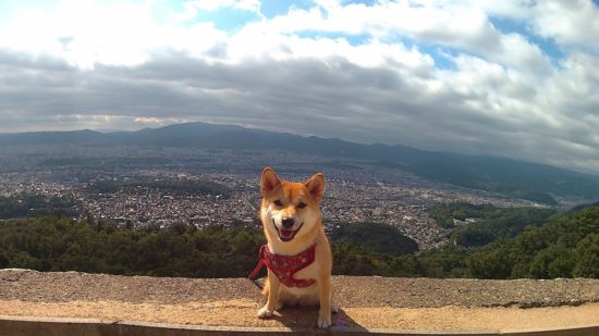 京都を一望 往復1時間で登れる大文字山が犬連れ登山に最高 いぬころ