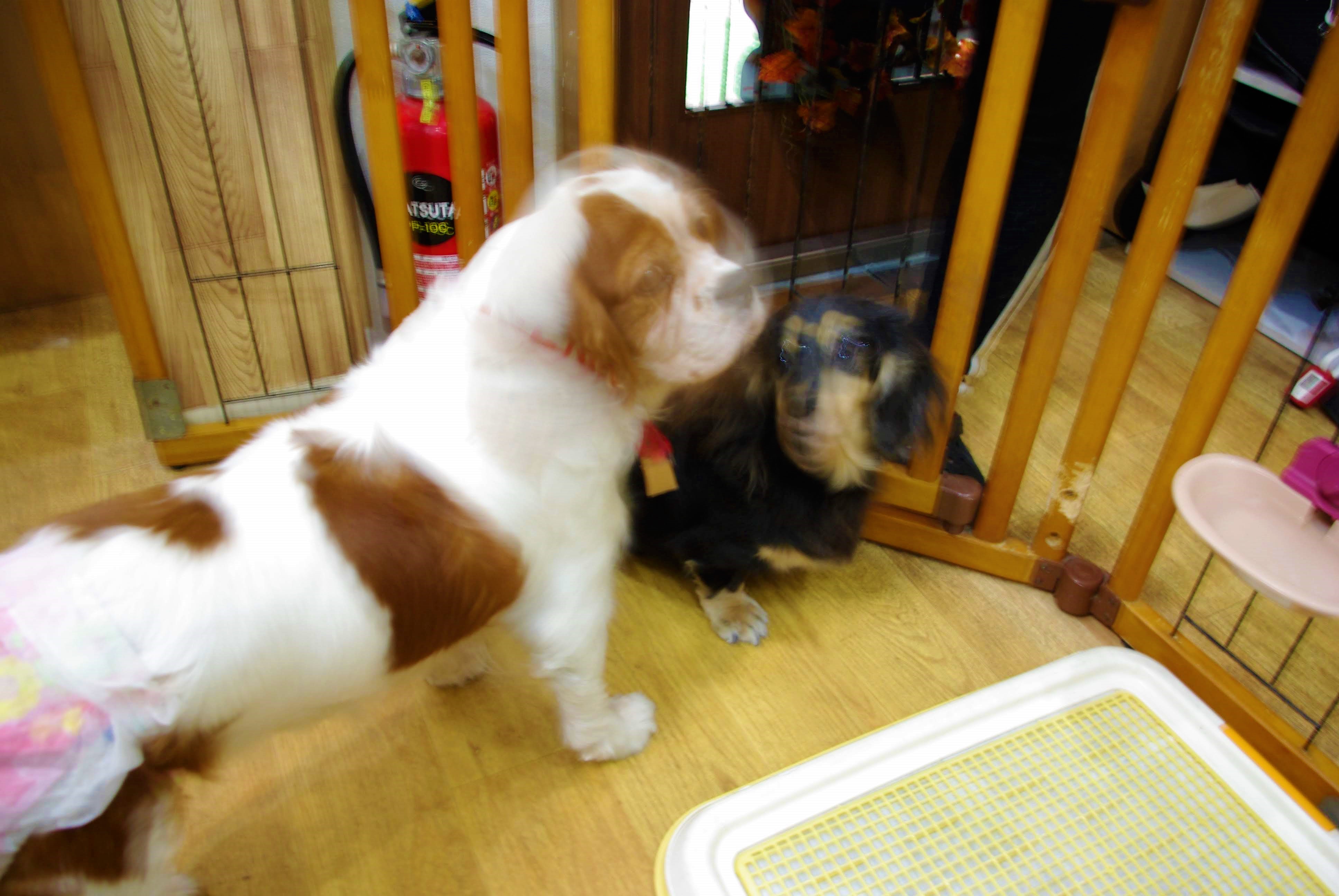 大阪道頓堀 保護犬カフェの犬用ごはんは人間より豪華だった いぬころ