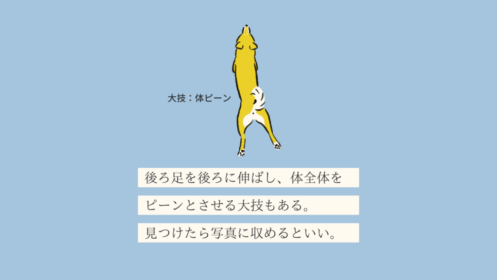 No 036 アシピーヌ 変な犬図鑑 いぬころ