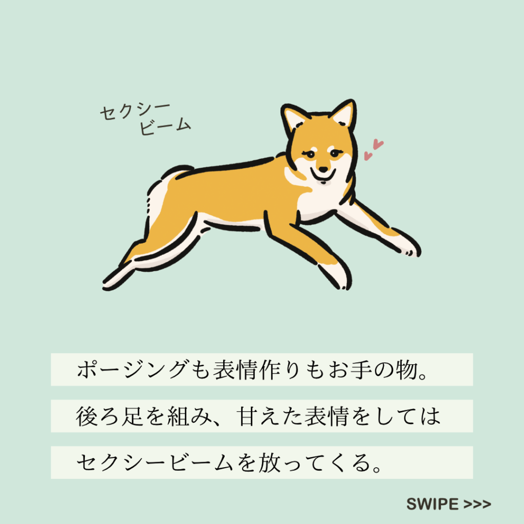 No.175 セクシーヌ｜変な犬図鑑│いぬころ