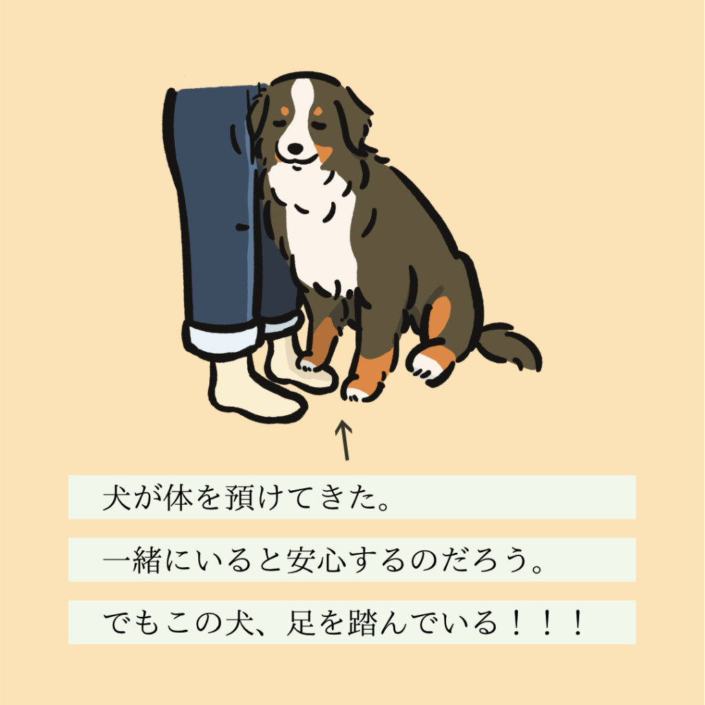 イヌページ No.183 アシフミーヌ｜変な犬図鑑│いぬころ